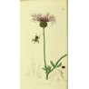 Greater knapeweed seeds 10g